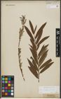 Foto von Salix purpurea L. x Salix viminalis L.